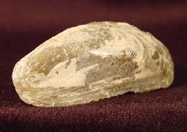 Modiolus scalprum (SOWERBY 1821) - Bild © FossNet FossilienStore